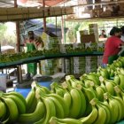 El 30 % de las ventas de banano van al mercado europeo.