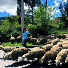 Luisa González introduce en las redes sociales la campaña de los borregos