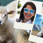 Una imagen de borregos con una bandera ondeando generada con inteligencia artificial, junto a una fotografía de la presidenciable Luisa González y su "borrego correísta"