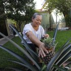 En el patio de su casa, la oceanógrafa Dafne Vera tiene varios cultivos, entre los que constan piñas en maceteros y otras especies.