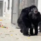 La reacción de la chimpancé "Vainilla" tras ver el cielo por primera vez.