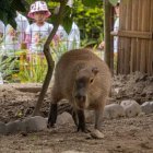 Existe una variedad de especies en exhibición. Las visitas de la gente permiten sostener este centro