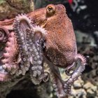 Científicos observaron que estos animales controlan diminutas células pigmentadas. En otras palabras, podrían estar haciendo algo parecido a soñar.