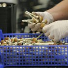 La finalidad de autorizarlos es ayudar en el tratamiento asistido de problemas mentales