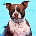 Su dueña, Lisa Mazurek, asegura que Thor pasa diariamente dos horas en el agua.