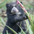 Foto de referencia del oso de anteojos, de la selva Andina ecuatoriana.