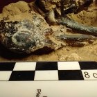 Fotografía cedida por el Museo Paleontológico Fray Manuel de Torres de un fósil de un pájaro carpintero prehistórico, en San Pedri (Argentina).