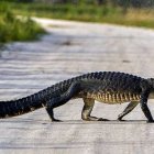 Fotografía referencial caimán.