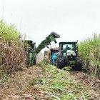 Producción.- Una imagen de la zafra de los años anteriores.