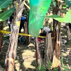 Los cuerpos de dos jóvenes asesinados fueron hallados en una plantación bananera del cantón Pasaje, El Oro.