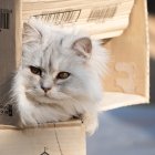 Estrategia. Por naturaleza, a los gatos les gusta los lugares donde puedan observar sin ser observados. Sucede con los lugares altos.