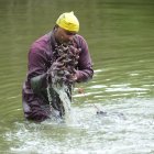 Una vez que Xavier Pérez arma el atado, los lava en el estero; su jornada empieza a las 07:00.