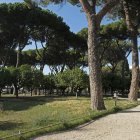 Roma. El pino siempre fue un símbolo, ahora este árbol ve amenazada su conocida resistencia por un parásito.