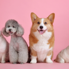 En Ecuador, las mascotas pueden tener cédula.