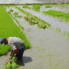 Agro.- Un agricultor trabaja en su cultivo de arroz.