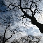 Hecho. En diferentes sectores de la ciudad se registran árboles sin hojas.