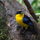 Ambiente. En Quito y sus bosques hay más de 500 especies de aves.