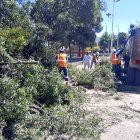 Árbol caído en el sector redondel del Mercado Mayorista.