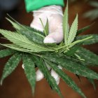 Vista de unas hojas cannabis medicinal, en una fotografía de archivo.