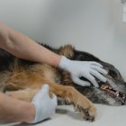 Atención. El veneno y los perros hacen una pareja con la que nadie quiere lidiar. Pero es un riesgo a tener en cuenta quien tiene perros.