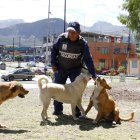 Común. En el sur, centro y norte de la urbe existen barrios que decidieron dar protección y cuidado a los animales que llegaron buscando abrigo, pero ser sus tenedores no es opción.