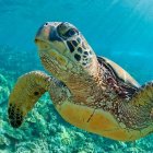 La fidelidad de las tortugas por estos espacios es grande