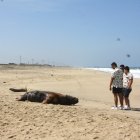 Hecho. Varios turistas se detuvieron a observar el cadáver de los lobos marinos.