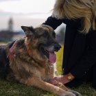 Presencia. Jill Biden acaricia al desaparecido Champ en los alrededores de la Casa Blanca, en enero de 2020.