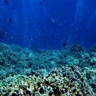 El grupo ambientalista aboga por el bienestar de los ecosistemas marinos.