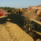 El aumento del costo de los granos tiene un impacto en los países de la región.