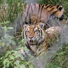 India. Los ejemplares son censados constantemente.