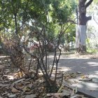 Los árboles y plantas del parque Antonio Neumane se han marchitado.