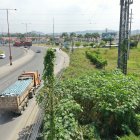 Vista. La flora ha llegado hasta el tope de los postes eléctricos.