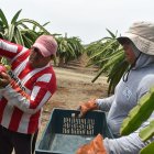 Productos como la pitahaya y la cerámica podrían entrar libre de aranceles al mercado de este país centroamericano.