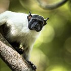 Silvestres. Uno de los monos tamarino calvo, aparece en un área protegida.