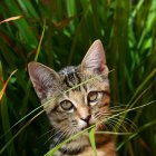 Un gato come se lleva a la boca un trozo de hierba fresca.