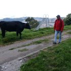 Muestra. En el parque del barrio Salvador Allende, hay una vaca que dejan todos los días.