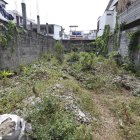 La maleza crece en varios predios desocupados de la urbe.