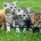 Los gatos también celebran su día el 8 de agosto.