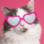 En 2002 el Fondo Internacional para el Bienestar de los Animales (IFAW, por sus siglas en inglés) estableció al 8 de agosto como el Día Internacional del Gato.