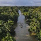 Fotografía aérea de un bote navegando por un río en una zona de la floresta Amazónica, el 6 de agosto de 2023, en el estado de Pará, norte de Brasil.