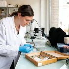 Un equipo de investigadores del INRAE ​​(Instituto Nacional de Investigaciones Agroalimentarias y Ambientales), en colaboración con la ANSES y la ENVA (Escuela Nacional de Veterinaria de Alfort), proponen una vacuna innovadora dirigida a la microbiota de las garrapatas para reducir la prevalencia de la bacteria que causa la enfermedad de Lyme.