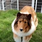 Convertirse en un perro y salir caminar fue el sueño de Toco desde niño.