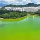 Algas verdes peligrosas florecen en un lago en un parque en la ciudad suroccidental de Gwangju, Corea del Sur,