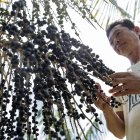 ACOMPAÑA CRÓNICA: BRASIL AÇAÍ AME8449. IGARAPÉ-MIRI (BRASIL), 07/08/2023.- El empresario Marco Noda muestra frutos de açaí, el 5 de agosto de 2023, en la región de Igarapé-Miri (Brasil). El açaí es el alimento de moda y su capital mundial es Igarapé-Miri, una ciudad precaria de la Amazonía brasileña que hasta hace bien poco vivía amedrentada por el crimen organizado, atraído por el millonario negocio que gira en torno a este fruto afrodisíaco.EFE/ Antonio Lacerda