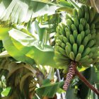 Inspección. Se han tomado muestras en cuatro provincias.