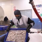 Producción.- Una empresa que exporta camarón.