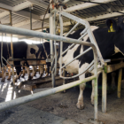 La prototecosis, causada por estas algas, puede tener impactos económicos significativos en la industria lechera y ocasionalmente afectar a los seres humanos con sistemas inmunodeficientes debilitados.