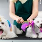 Oferta. Algunos centros de estética caninos promueven la tintura para mascotas, por lo que muchos lo ven como algo atractivo y divertido.