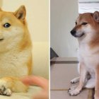 Cheems, cuya fama se elevó gracias a sus memes virales, falleció a la edad de 12 años.